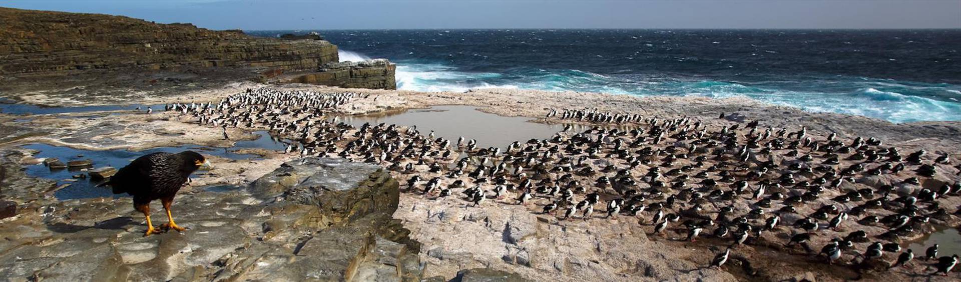 Falkland Islands, Ultimate Island Adventure!