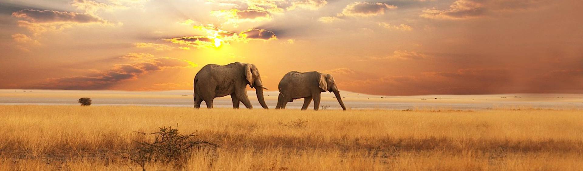 Amazing Africa